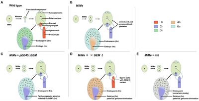 Options for Engineering Apomixis in Plants